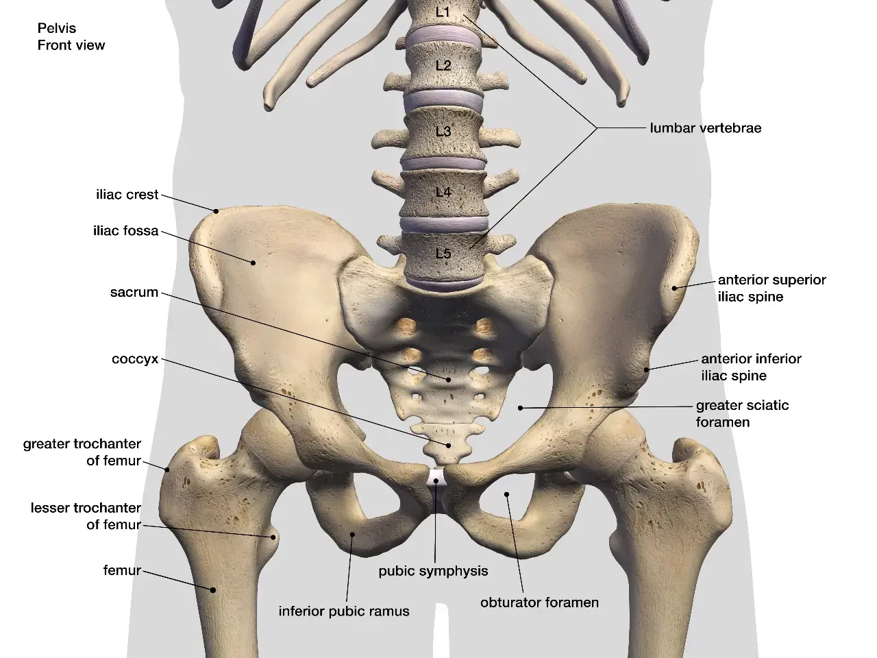 Anatomy of the Hip