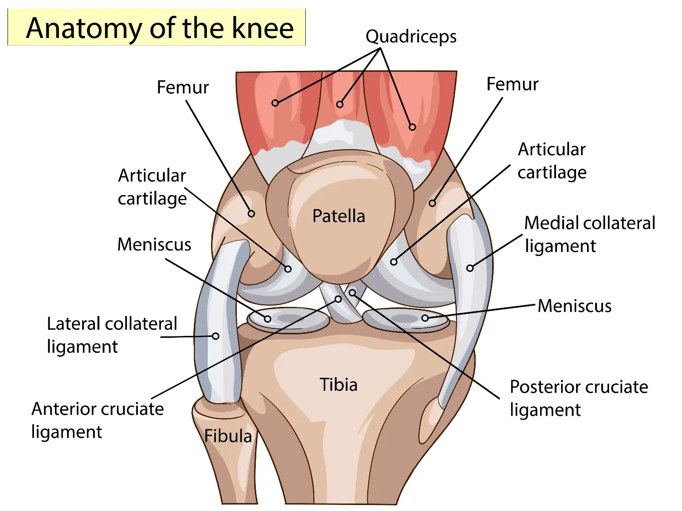 Anatomy of a Knee