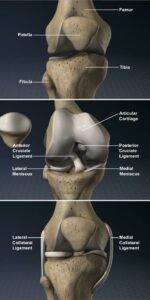 Condyle Genou Anatomy of the Knee - Dr. Scott Appell