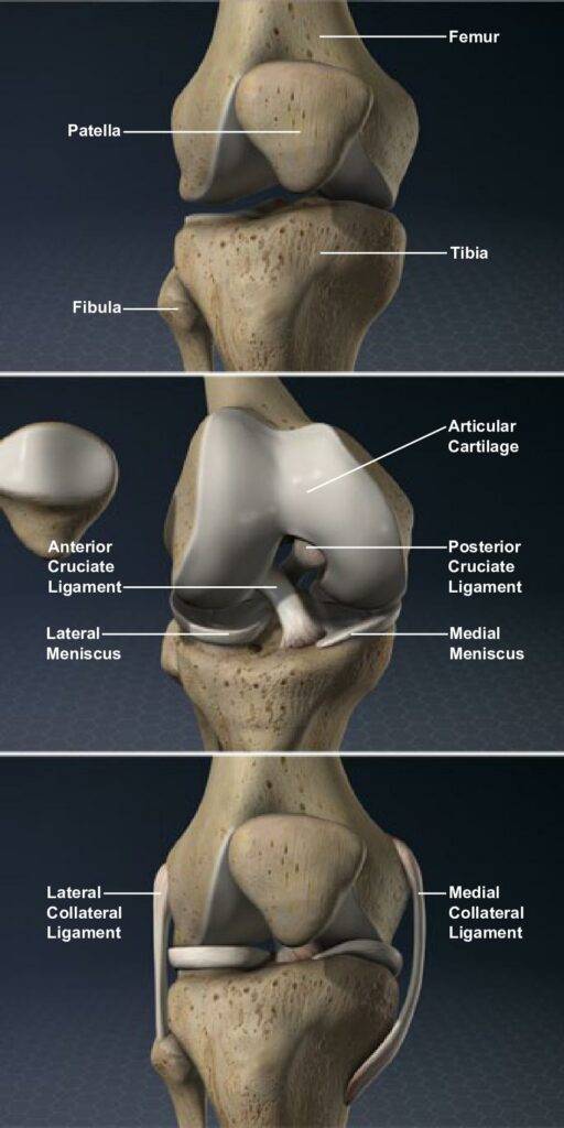 Anatomy of the Knee