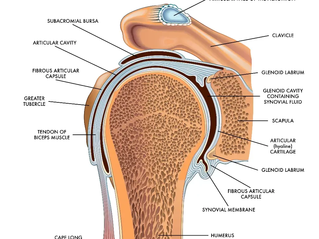 Anatomy of a Shoulder