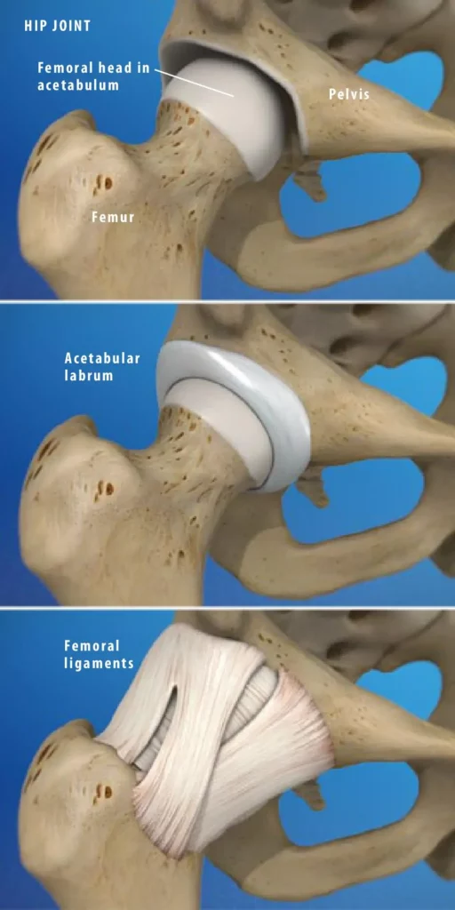 Anatomy of the Hip