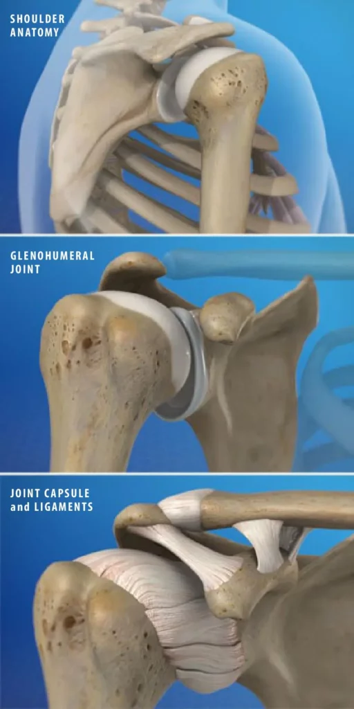 Anatomy of the Shoulder